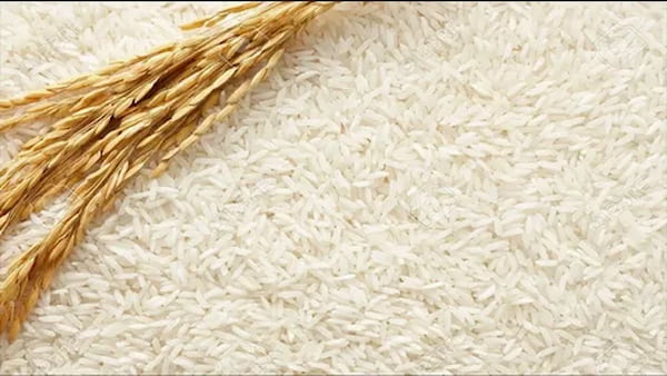 تصویر 2 از قیمت برنج اصل ایرانی + خرید باور نکردنی